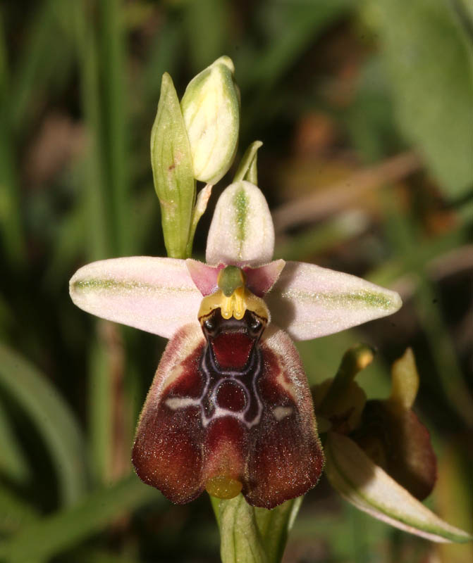 Ophrys oxyrrhynchos, Ophrys lacaitae e loro ibrido